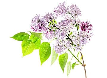 《黑道圣徒：重启版》预览视频 战斗刺激画面逼真